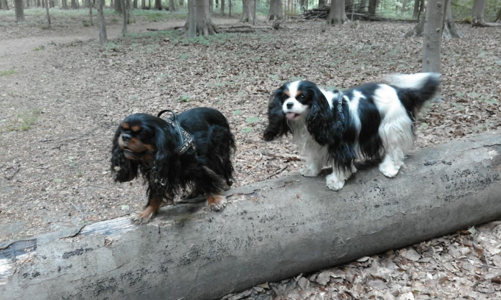 des cavaliers de cecvan - Houston & Lakota