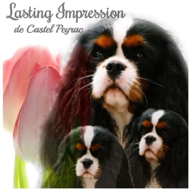 des cavaliers de cecvan - Lasting Impression (Mickey)