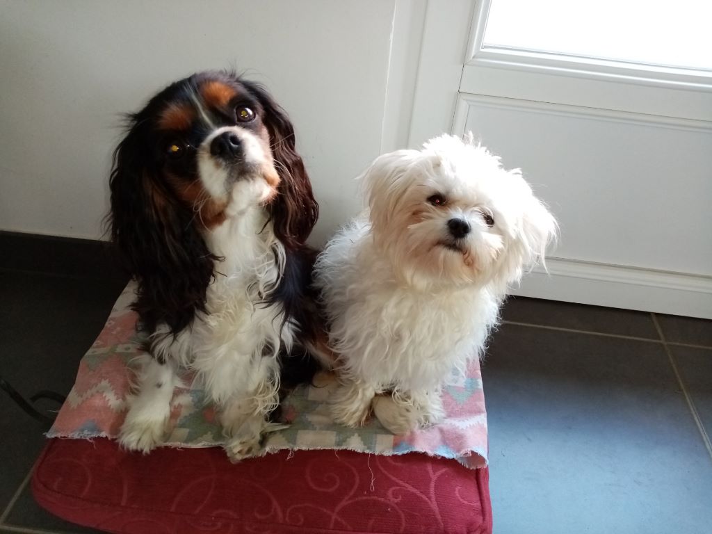 des cavaliers de cecvan - Pixel et son copain Pilou