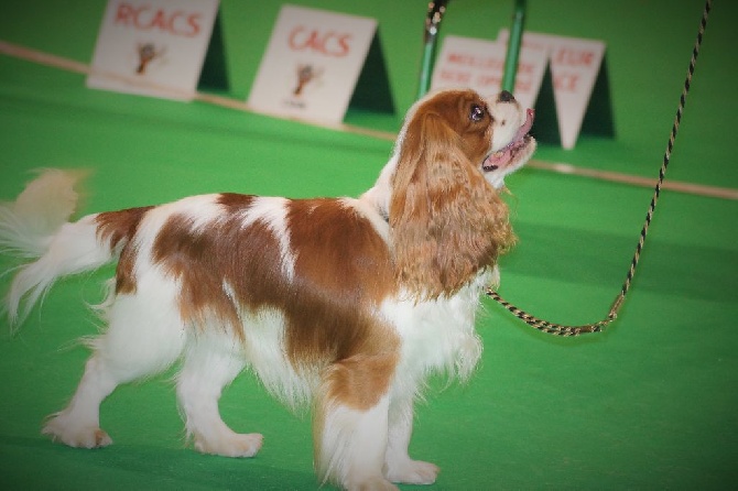 des cavaliers de cecvan - Résultats de l'exposition de Douai 