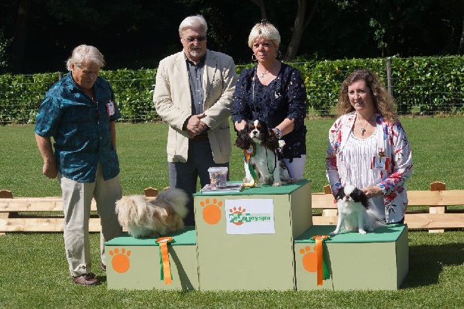 des cavaliers de cecvan - Exposition en Belgique