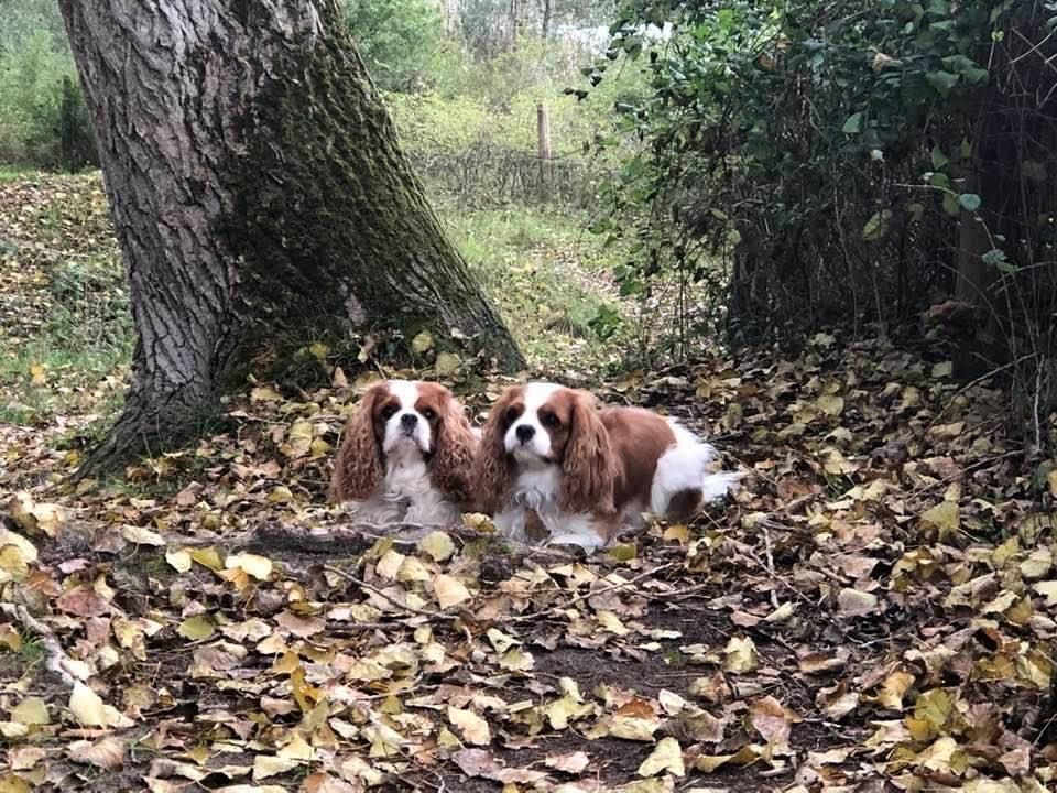 des cavaliers de cecvan - Léna & Ollie