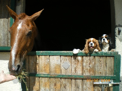 des cavaliers de cecvan - Les Cavaliers !!!!