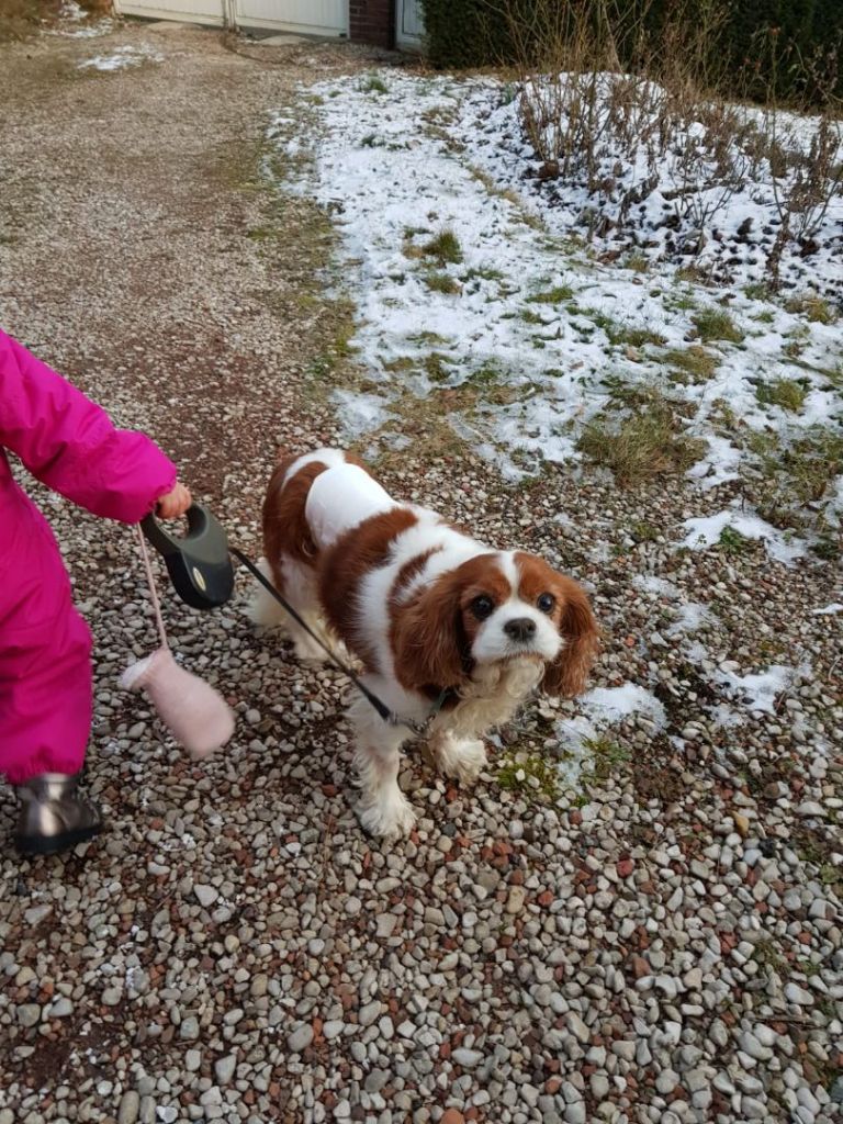 des cavaliers de cecvan - Harley