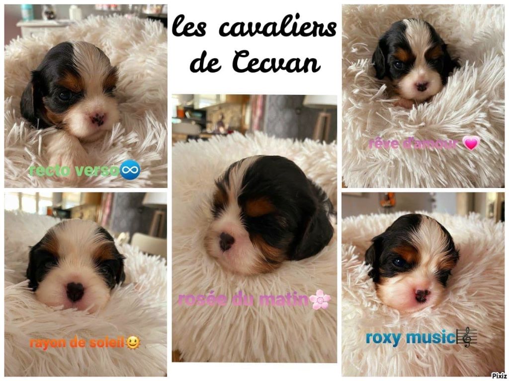 des cavaliers de cecvan - Les bb font du confinement