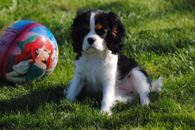 des cavaliers de cecvan - Maya