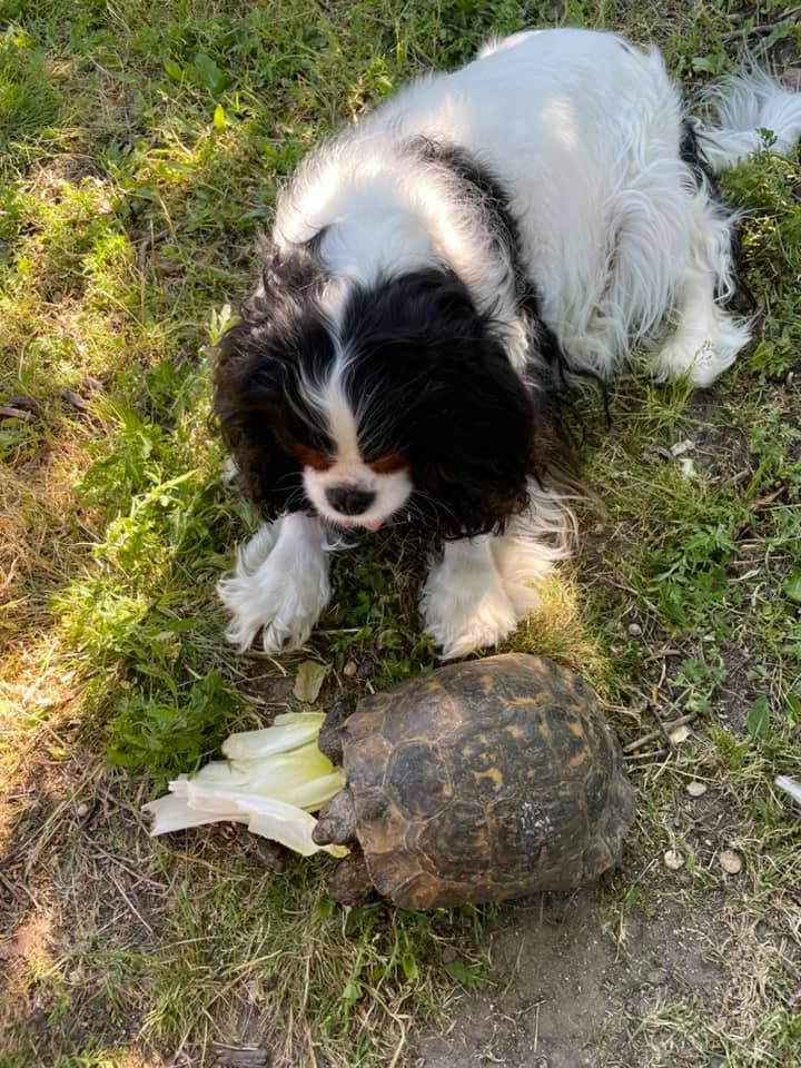 des cavaliers de cecvan - Isatys et sa copine la tortue