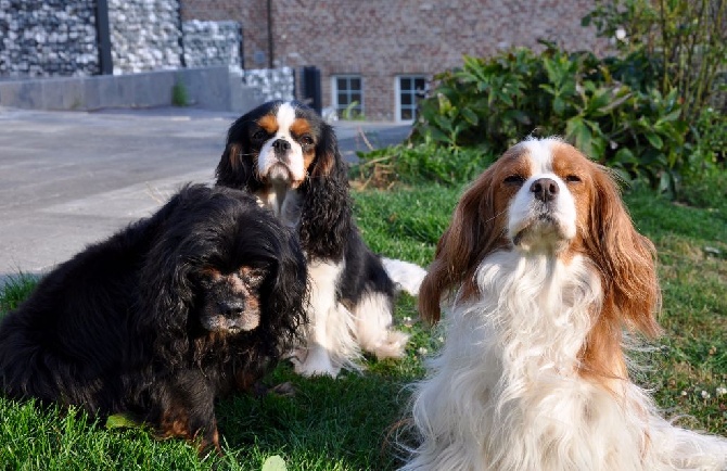 des cavaliers de cecvan - June et ses copains