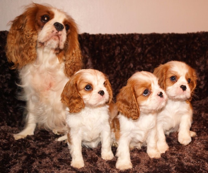 des cavaliers de cecvan - Maman Magique et ses bébés