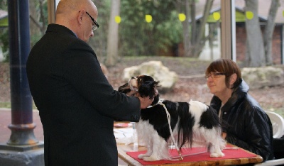 des cavaliers de cecvan - Paris Dog Show