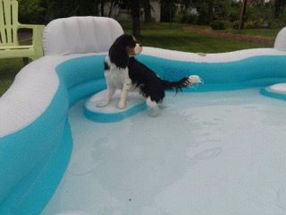 des cavaliers de cecvan - Maya et sa piscine personnelle