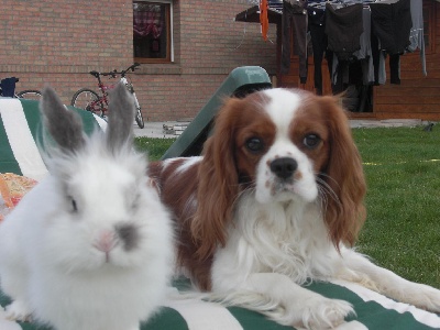 des cavaliers de cecvan - Calypso et son lapin