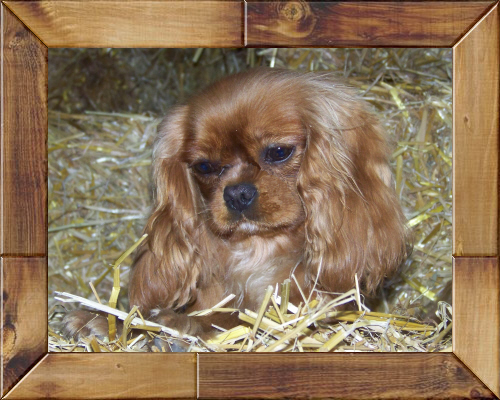 Charming princess des cavaliers de cecvan