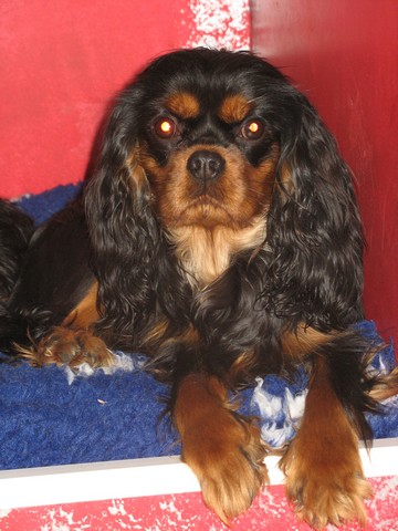 Côte d'azur des cavaliers de cecvan