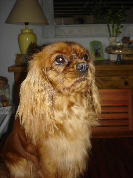 Very miss dior des cavaliers de cecvan