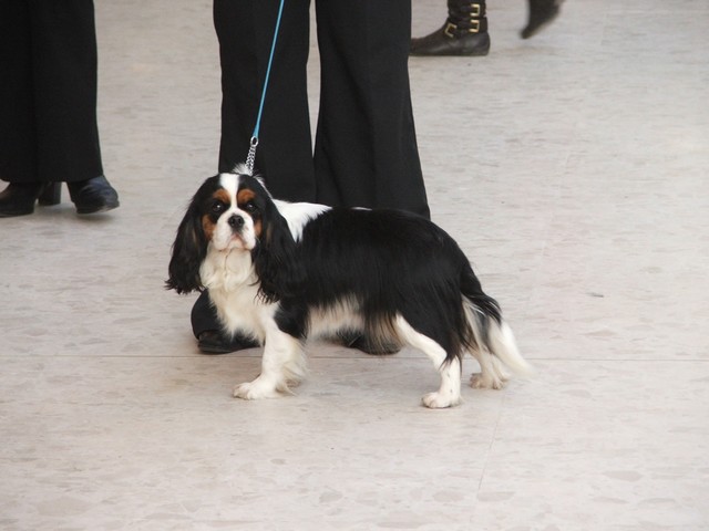 Cendrillon des cavaliers de cecvan