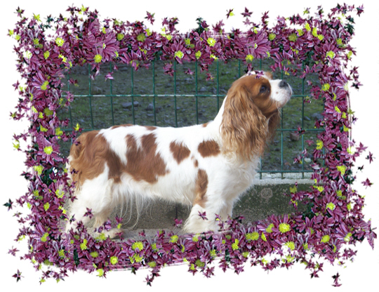 Altesse des cavaliers de cecvan