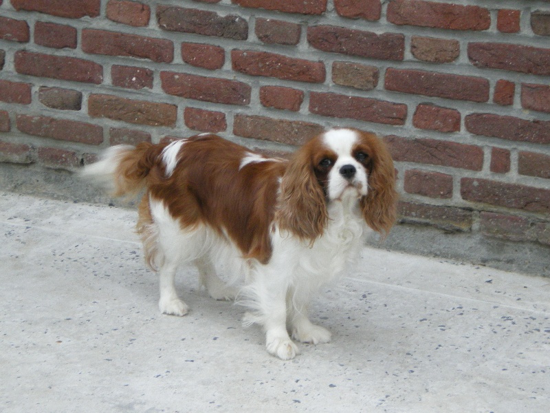Capucine cherie des cavaliers de cecvan