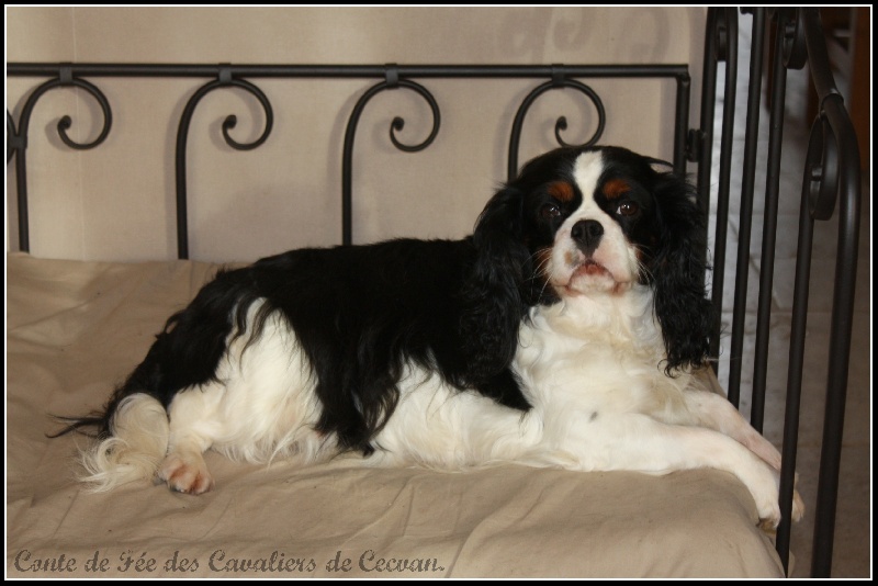 Conte de fée des cavaliers de cecvan