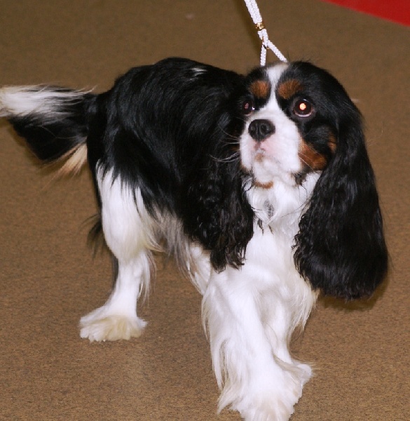 Felix des cavaliers de cecvan