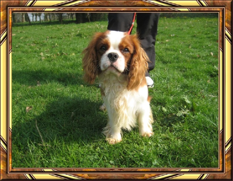 Engy des cavaliers de cecvan