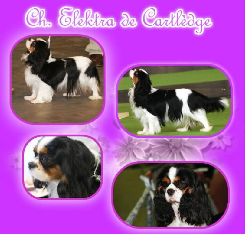 CH. Elektra de cartledge