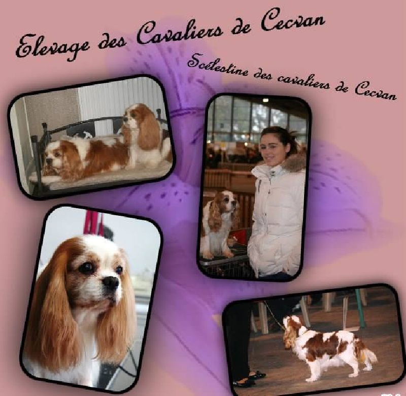 Scelestine des cavaliers de cecvan