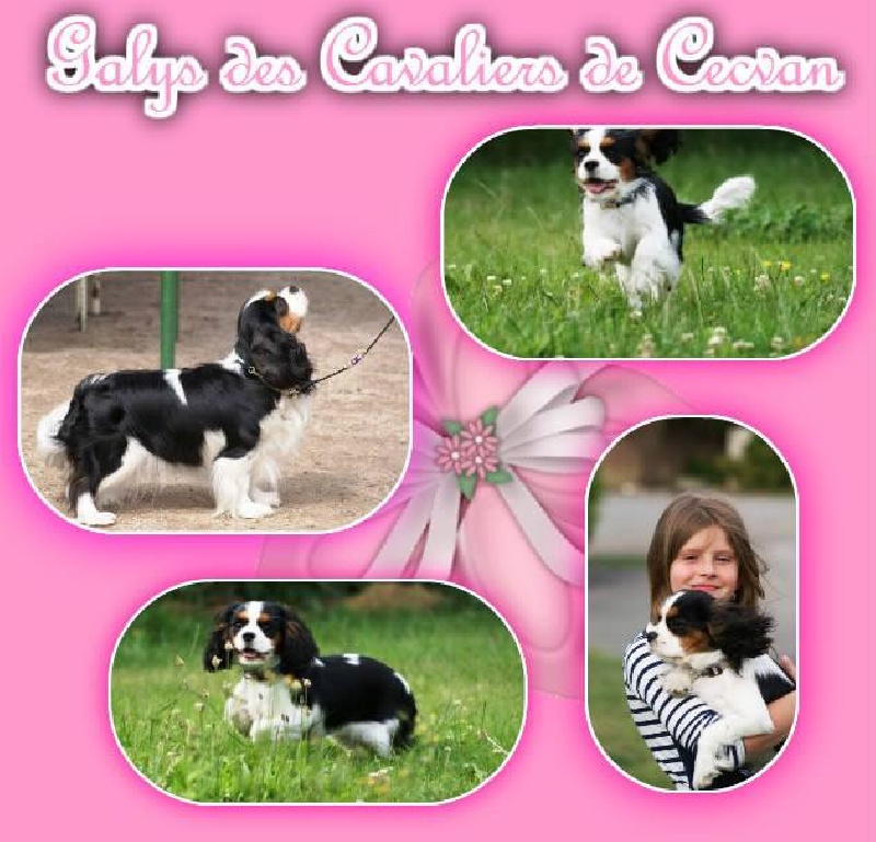 Galys des cavaliers de cecvan