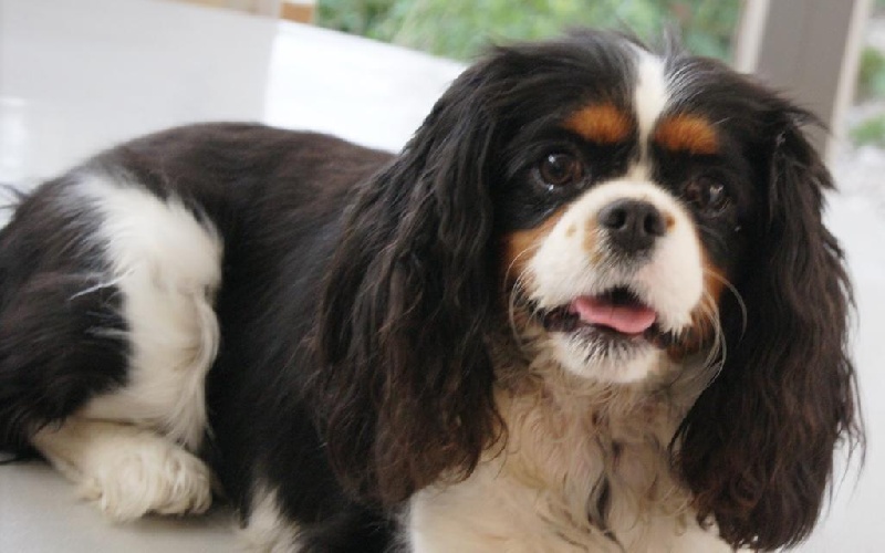Fleur des cavaliers de cecvan