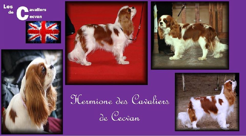 Hermione des cavaliers de cecvan