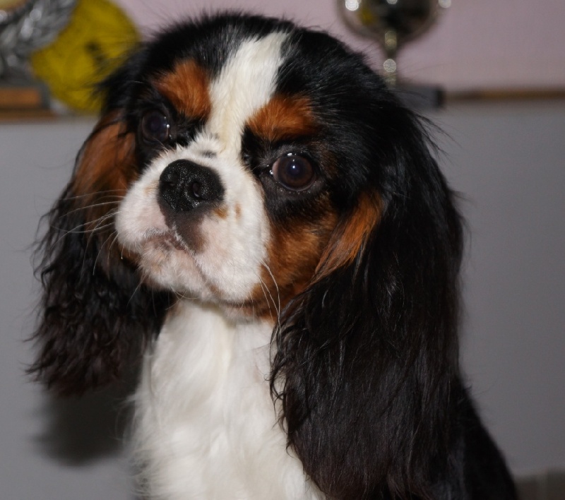 Jardin secret (june) des cavaliers de cecvan