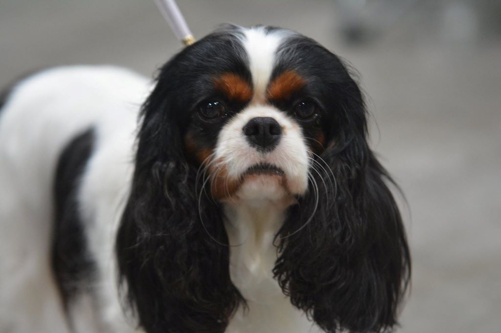 CH. Icône de mode des cavaliers de cecvan
