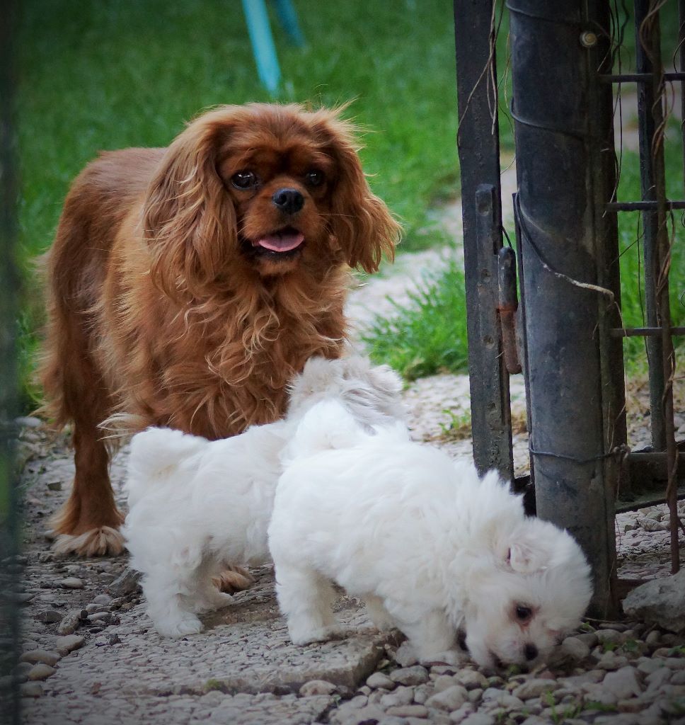 des cavaliers de cecvan - Lilou