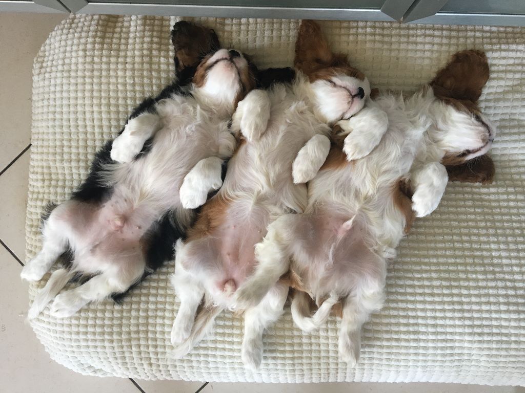 des cavaliers de cecvan - Les bébés