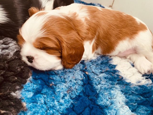 des cavaliers de cecvan - Petit bébé
