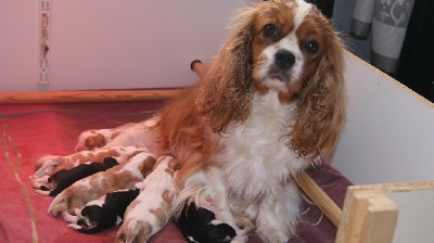 des cavaliers de cecvan - Naissance