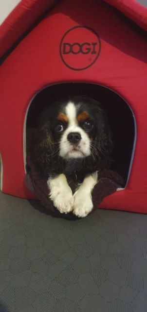 des cavaliers de cecvan - Obiwan