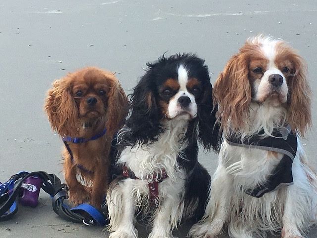des cavaliers de cecvan - Némesis, June et Sailly