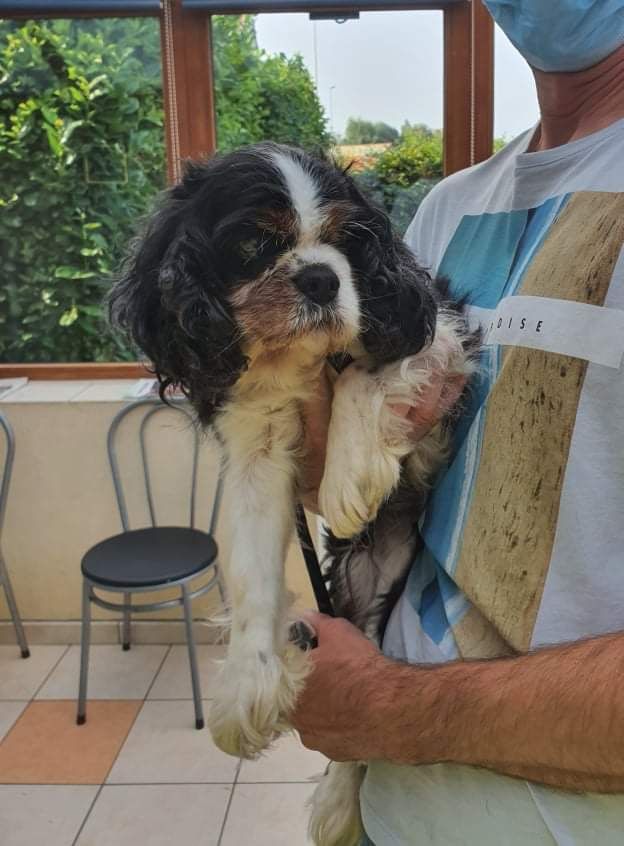 des cavaliers de cecvan - Cally
