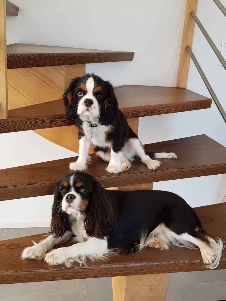 des cavaliers de cecvan - Oska et Obiwan