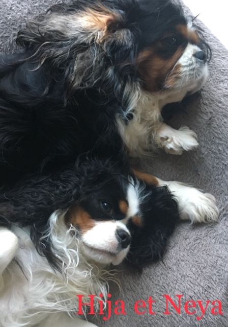 des cavaliers de cecvan - Hija et Neya