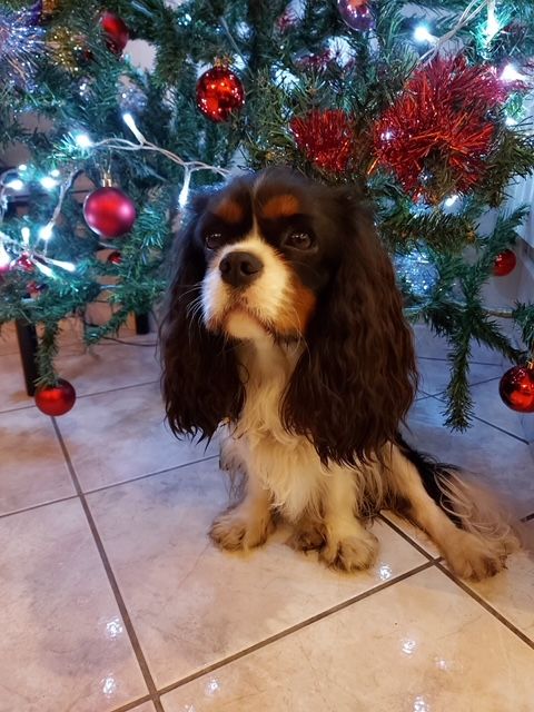 des cavaliers de cecvan - Pongo