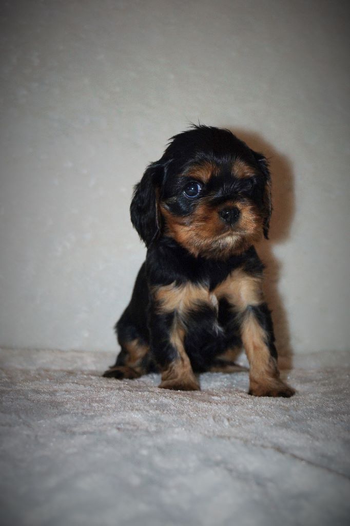 des cavaliers de cecvan - Norka
