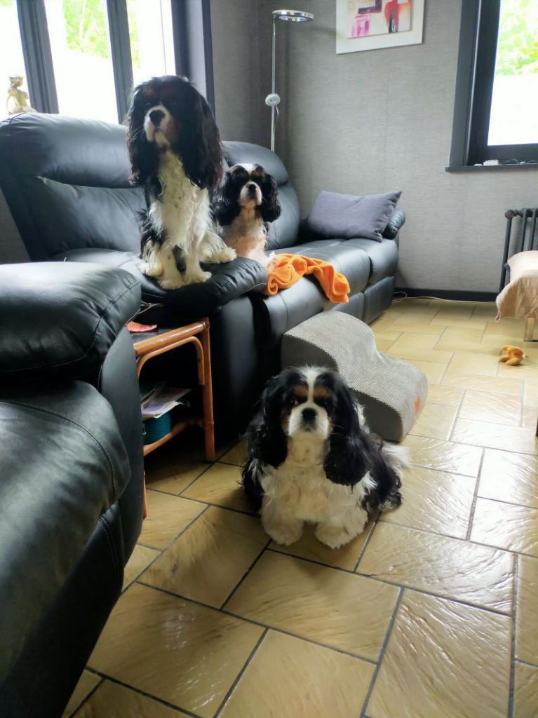 des cavaliers de cecvan - Le trio