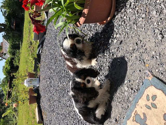 des cavaliers de cecvan - Dior et Bull