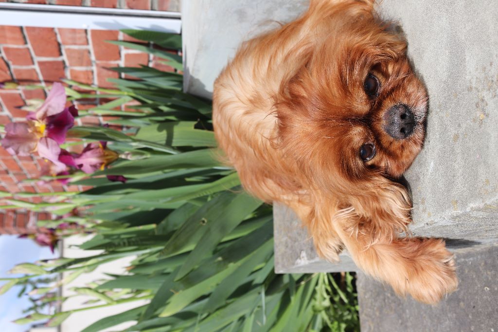 des cavaliers de cecvan - Biscuit