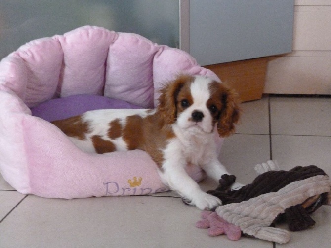 des cavaliers de cecvan - Lena