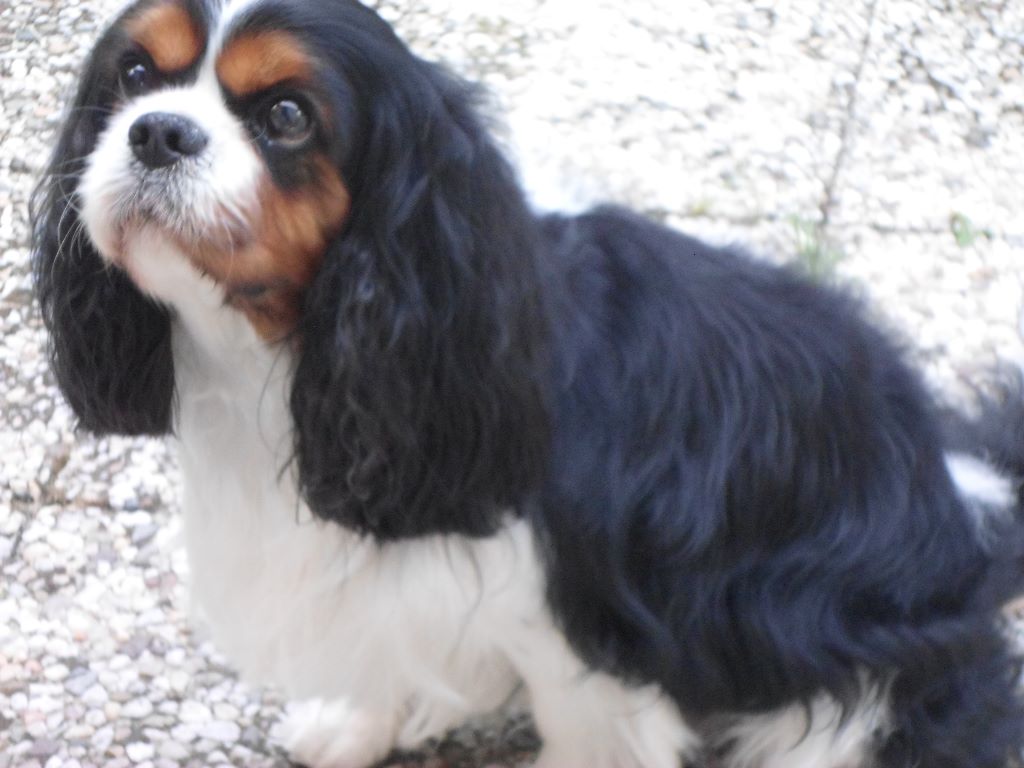 des cavaliers de cecvan - Maya
