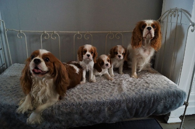 des cavaliers de cecvan - Photo de famille