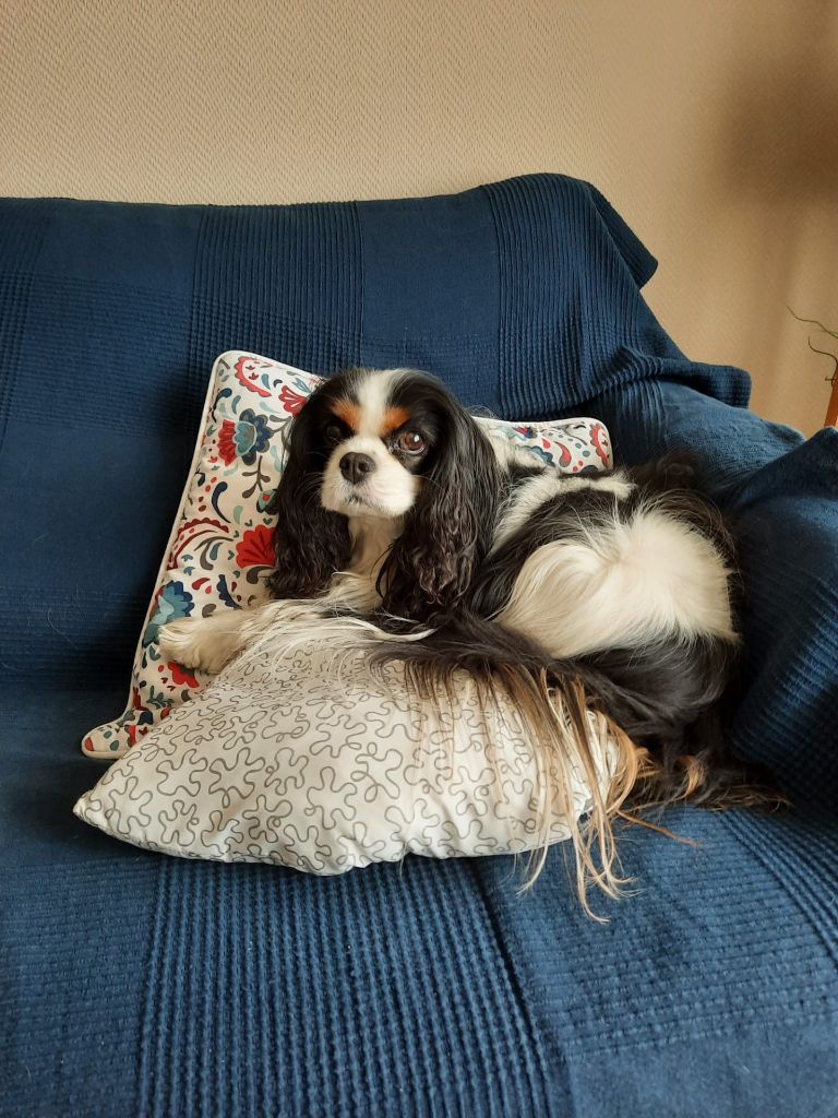 des cavaliers de cecvan - Lakota